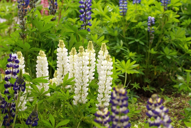 f:id:Rufard:20090624014954j:image