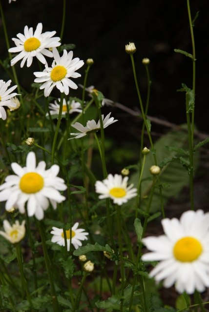 f:id:Rufard:20090624014959j:image