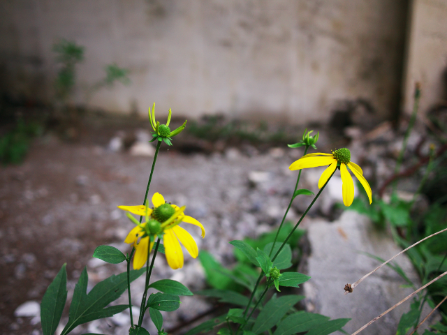 f:id:Rufard:20101228233704j:image f:id:Rufard:20101228233704j:image