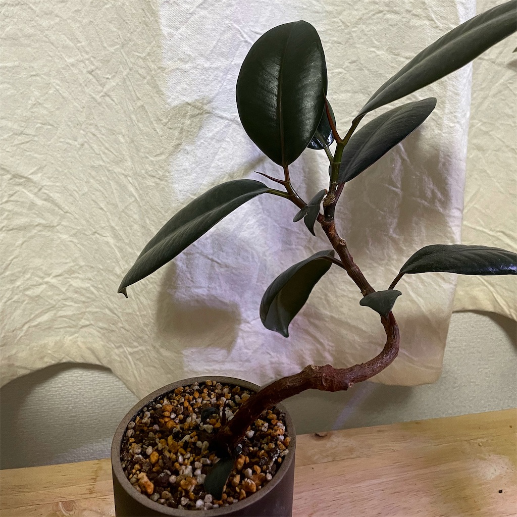 フィカス・フランスゴムの木 曲がり フランスゴムの木（曲がり）5号