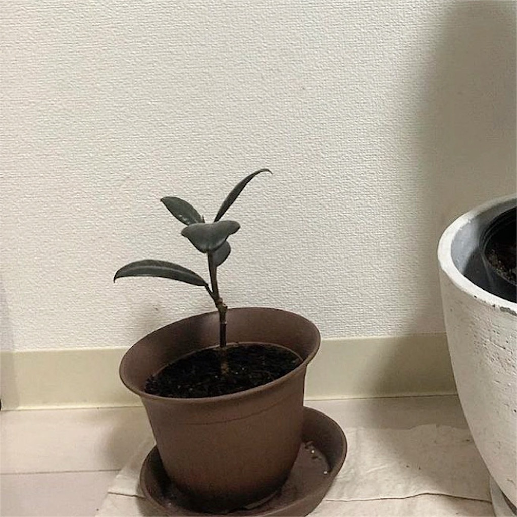 f:id:Rui2020:20220719203618j:image