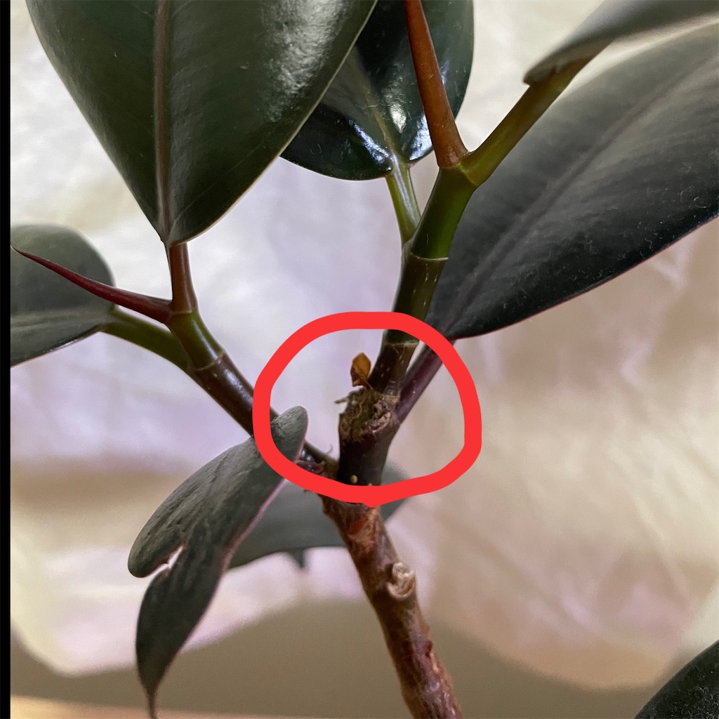 f:id:Rui2020:20220719205208j:image