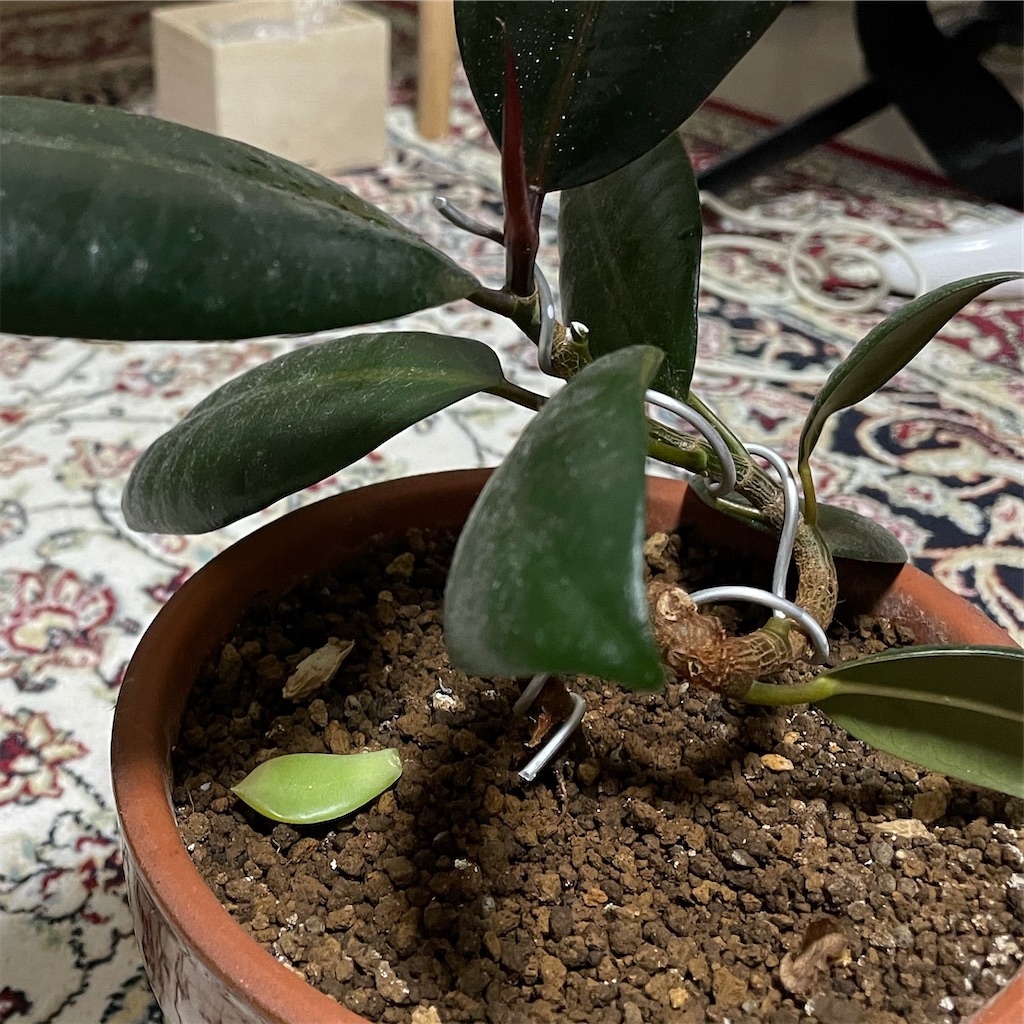 f:id:Rui2020:20220719211145j:image