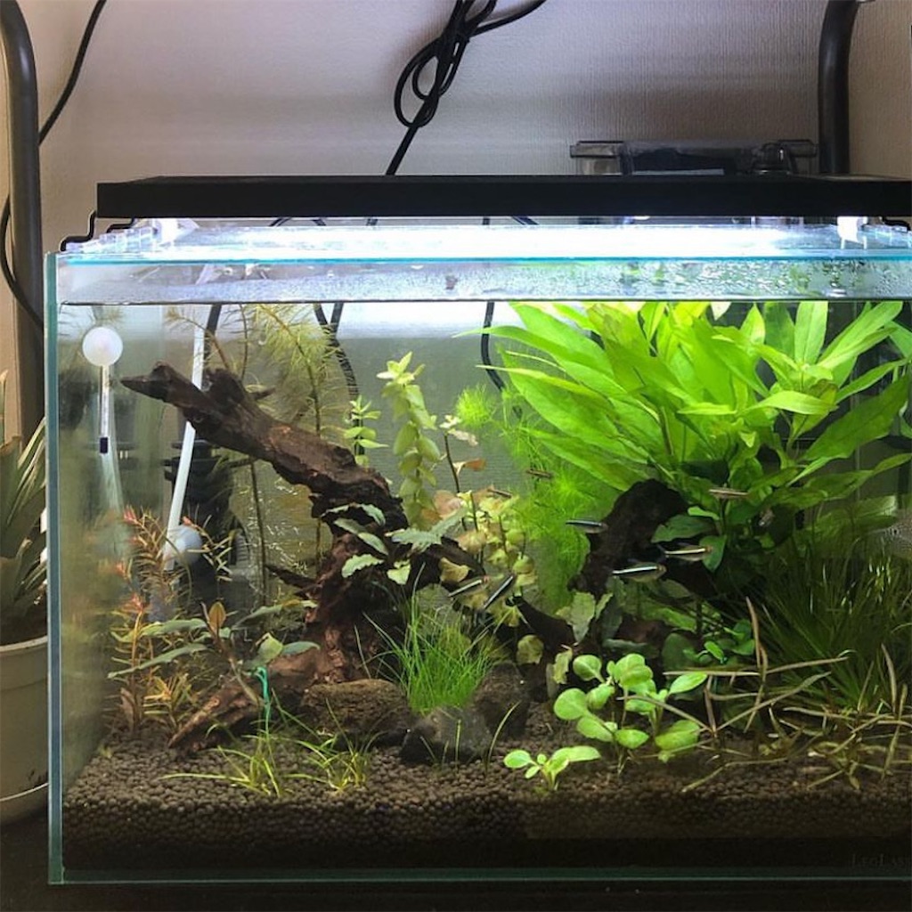 f:id:Rui2020:20220726123807j:image f:id:Rui2020:20220726123807j:image