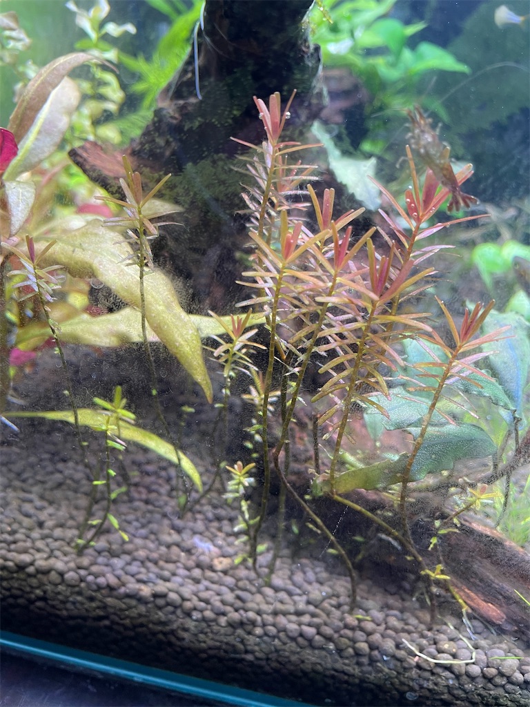 f:id:Rui2020:20220726124319j:image f:id:Rui2020:20220726124319j:image