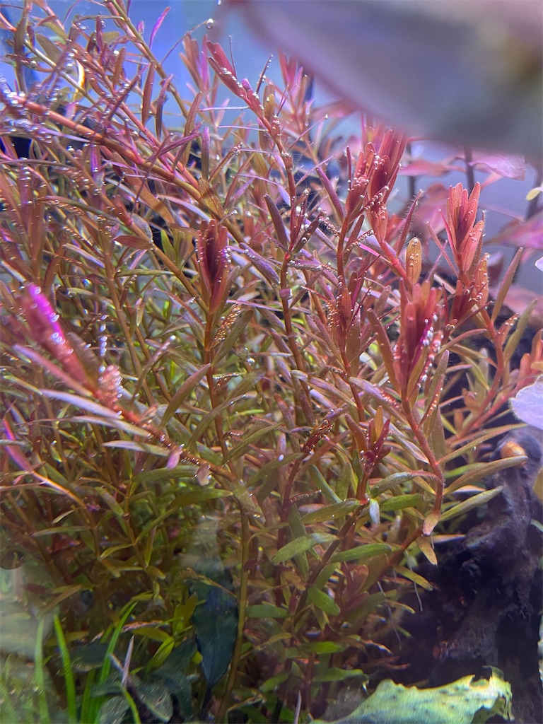 f:id:Rui2020:20220726124424j:image f:id:Rui2020:20220726124424j:image