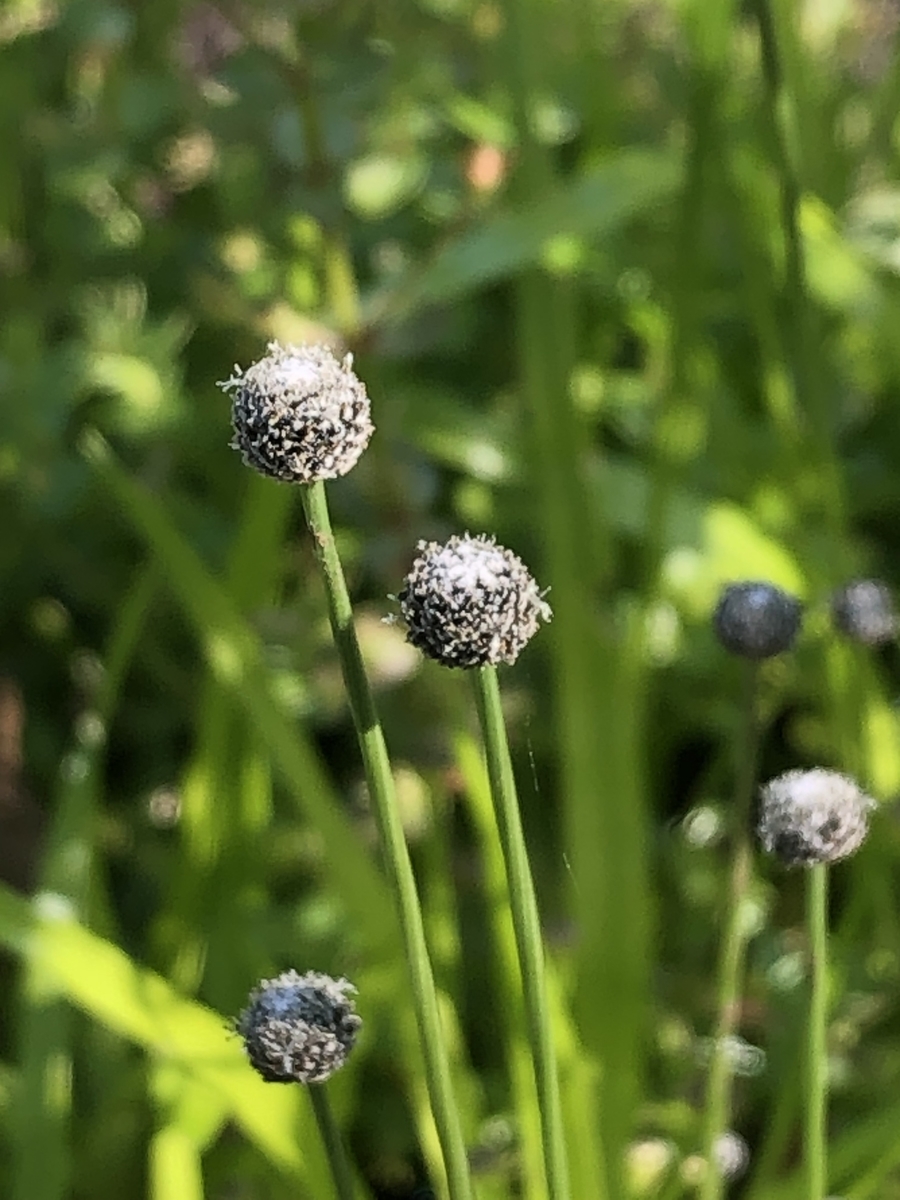 クロホシクサ Eriocaulon parvum - 水草オタクの水草がたり．
