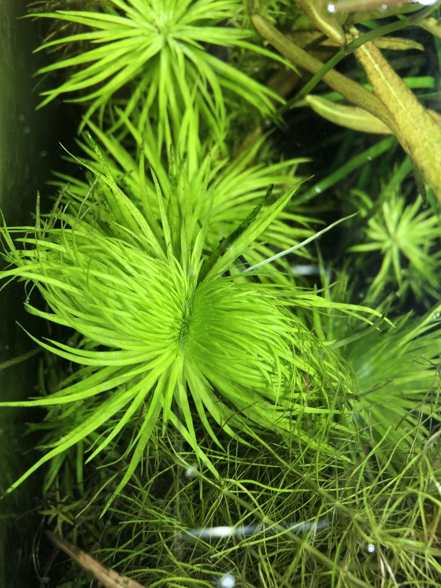 f:id:RuinsofAquaticPlants:20211117215729j:plain