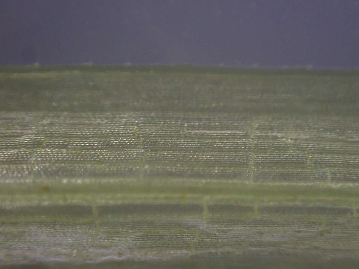 f:id:RuinsofAquaticPlants:20211123215724j:plain