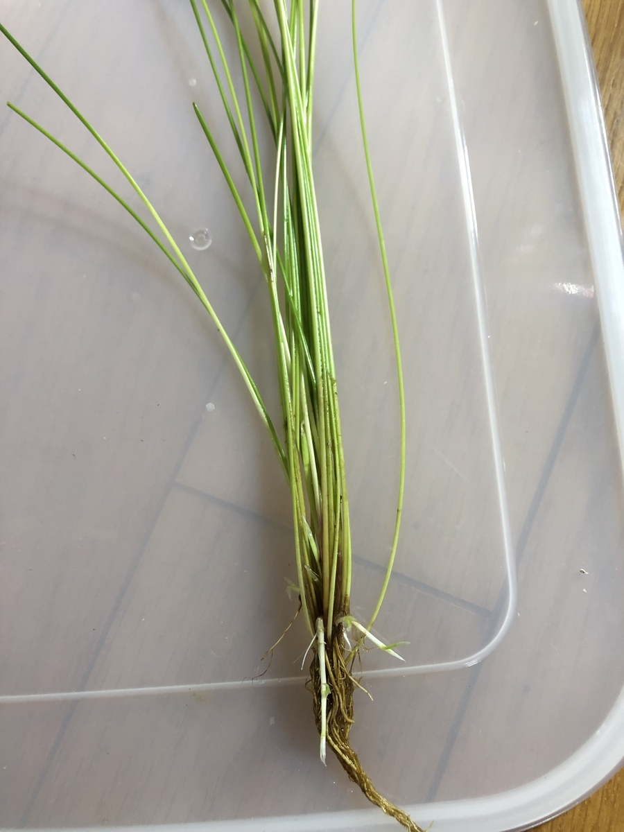 f:id:RuinsofAquaticPlants:20211124085417j:plain