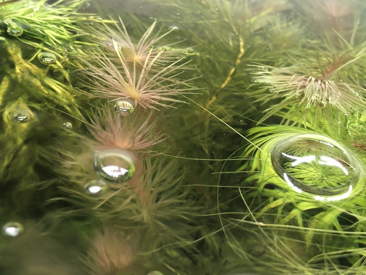 f:id:RuinsofAquaticPlants:20211124100623j:plain