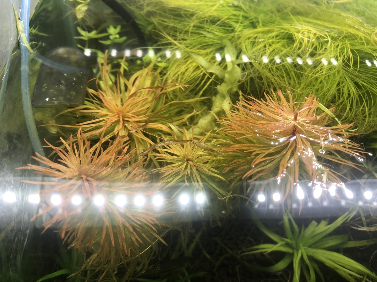 f:id:RuinsofAquaticPlants:20211124103558j:plain