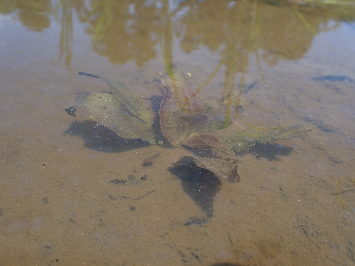 f:id:RuinsofAquaticPlants:20211127012121j:plain