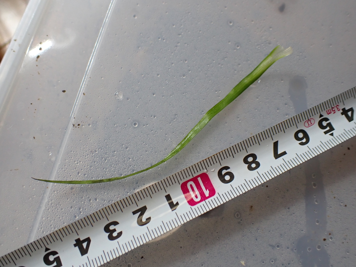 f:id:RuinsofAquaticPlants:20211204234558j:plain