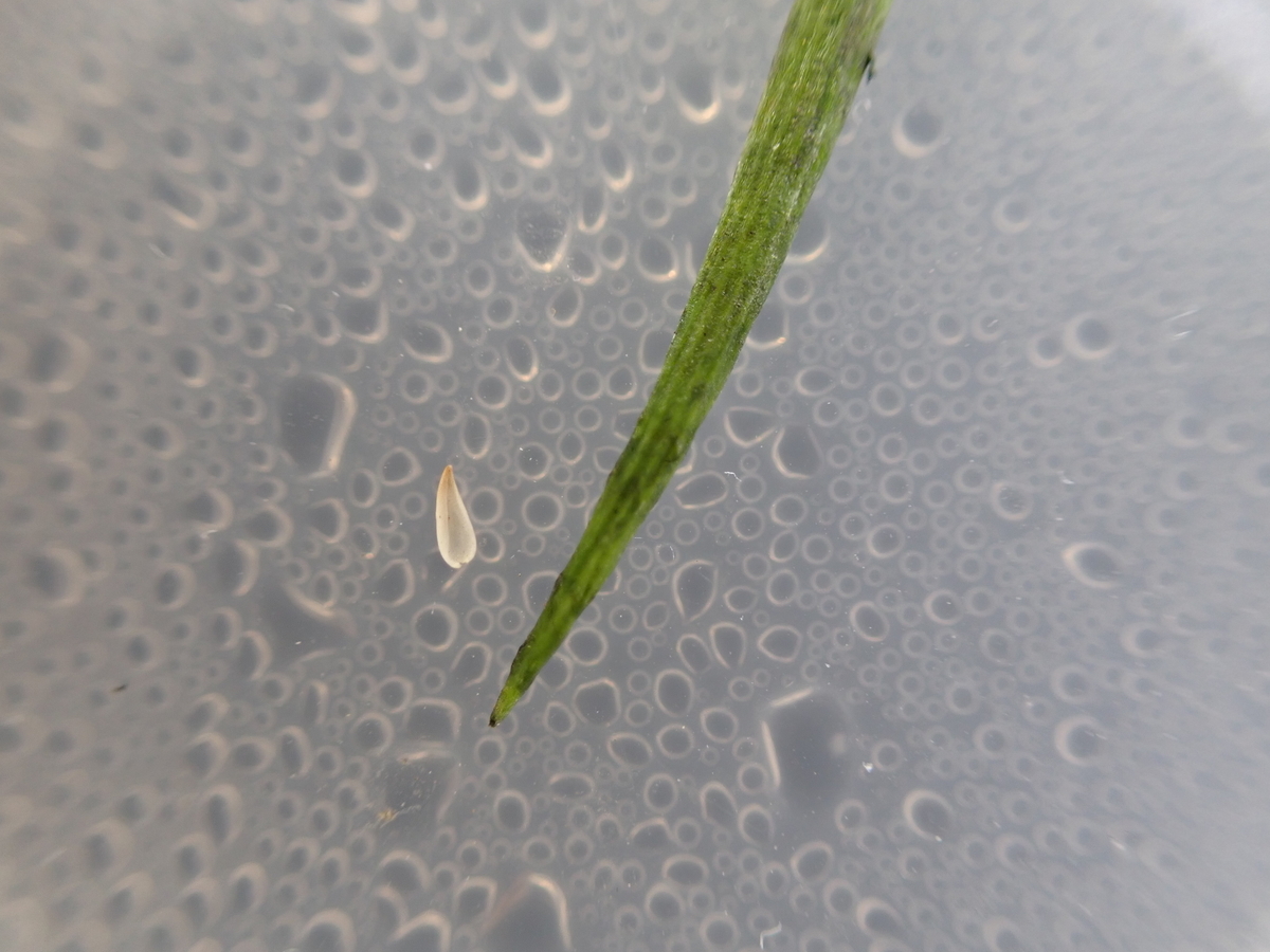 f:id:RuinsofAquaticPlants:20211204234605j:plain