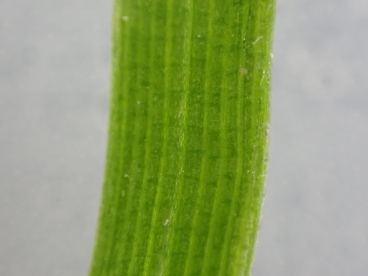 f:id:RuinsofAquaticPlants:20211204234621j:plain