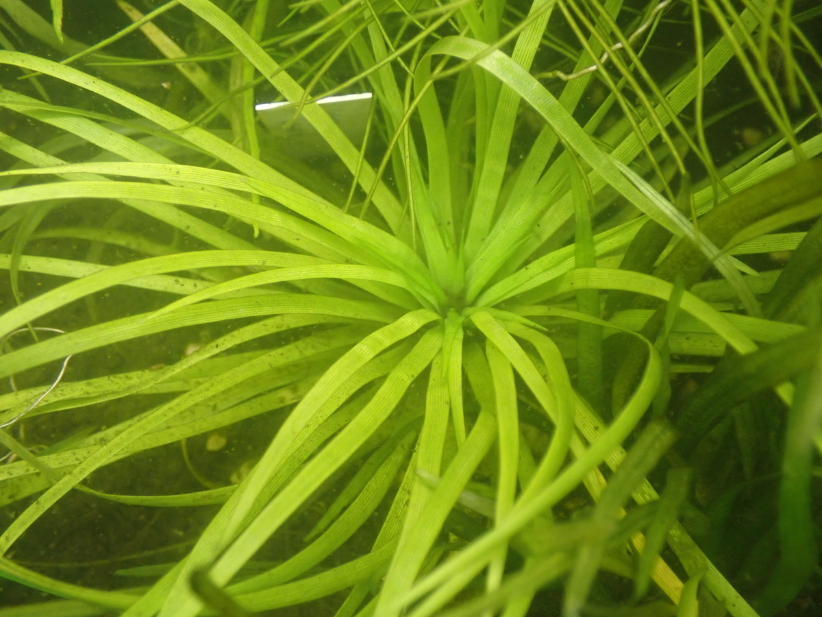 ゴイアススター，ミナススター，ホシクサspイタウス - 水草オタクの