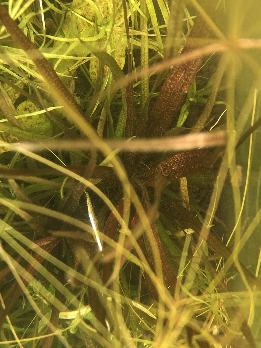 f:id:RuinsofAquaticPlants:20211205151413j:plain