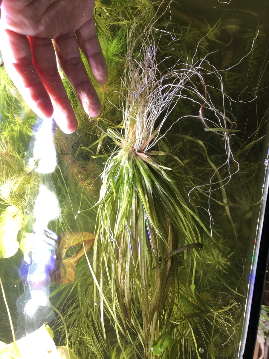 f:id:RuinsofAquaticPlants:20211212205420j:plain