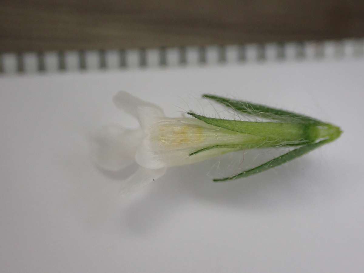 f:id:RuinsofAquaticPlants:20220214002059j:plain