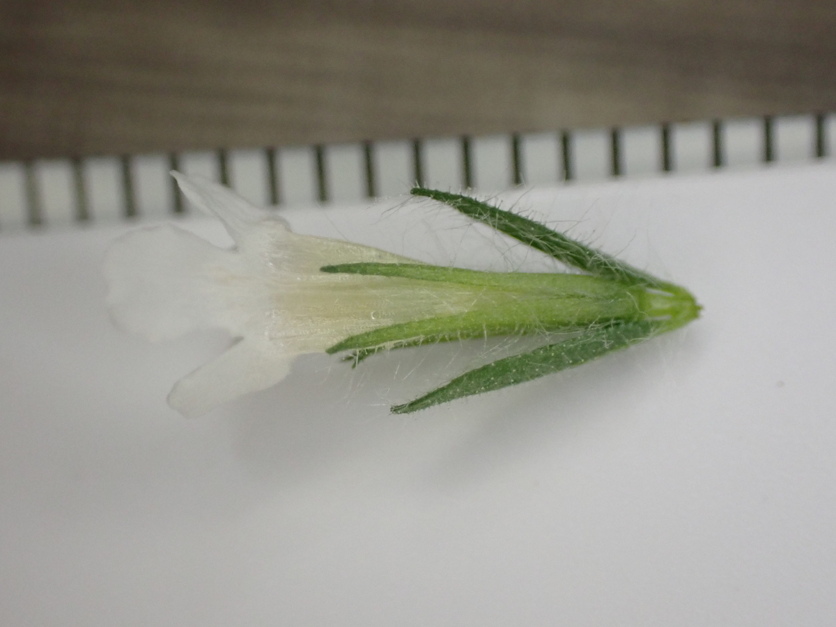 f:id:RuinsofAquaticPlants:20220214002144j:plain