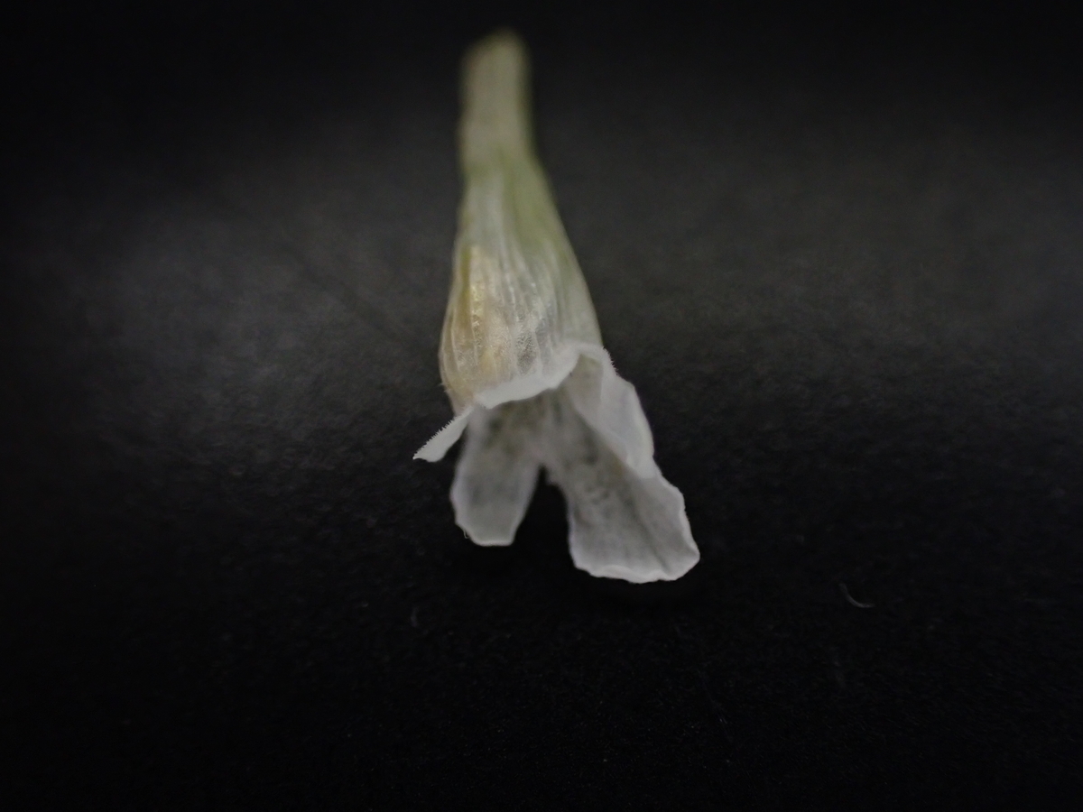 f:id:RuinsofAquaticPlants:20220214002244j:plain
