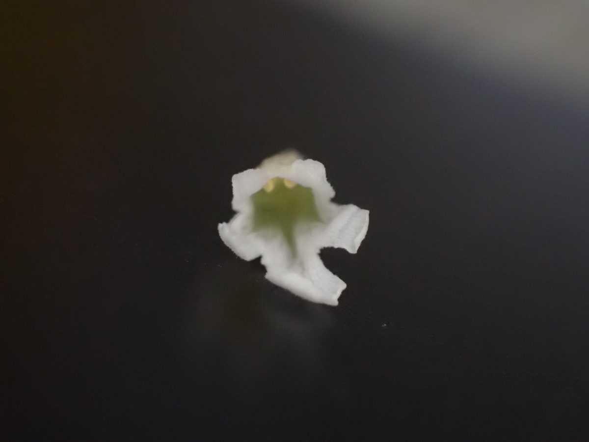 f:id:RuinsofAquaticPlants:20220214002328j:plain