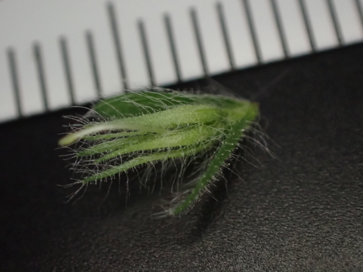 f:id:RuinsofAquaticPlants:20220214002344j:plain