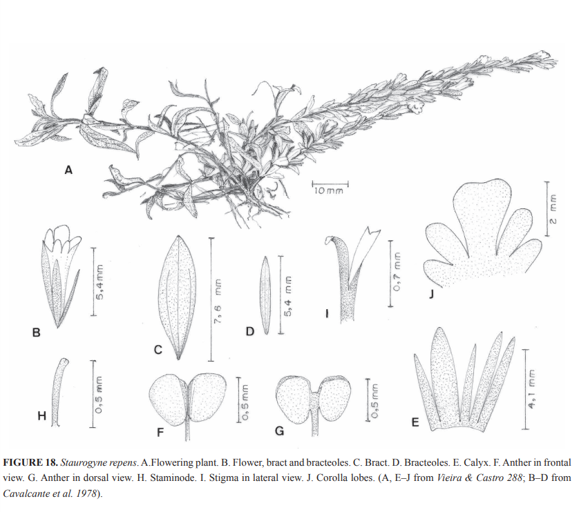 f:id:RuinsofAquaticPlants:20220214073959p:plain