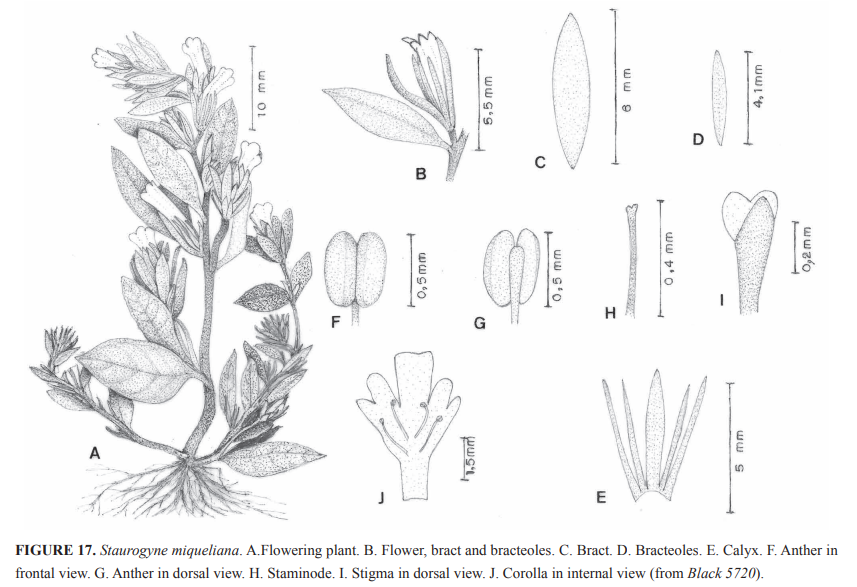 f:id:RuinsofAquaticPlants:20220214074031p:plain