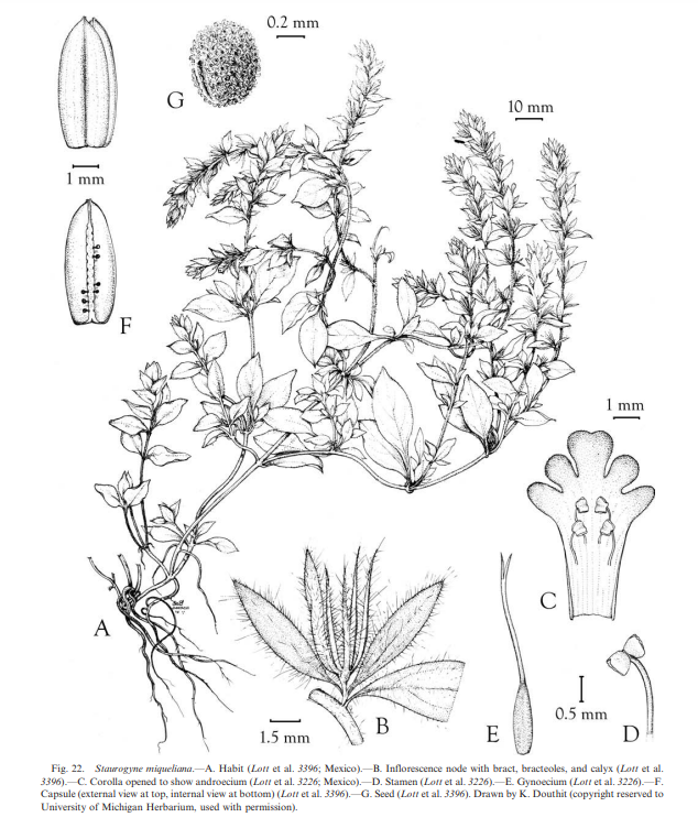 f:id:RuinsofAquaticPlants:20220214080200p:plain