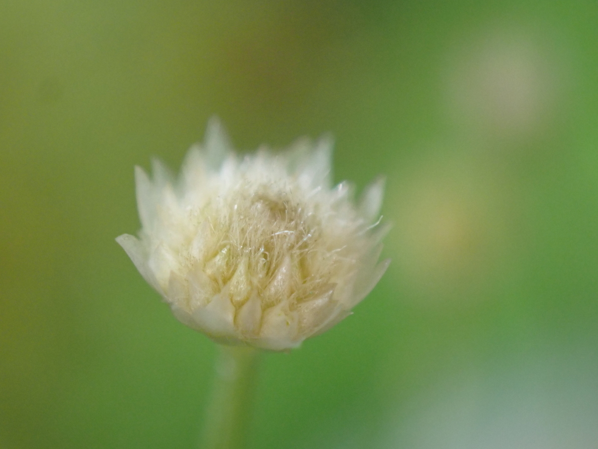 f:id:RuinsofAquaticPlants:20220221184345j:plain