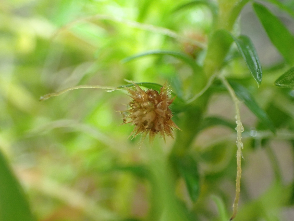 f:id:RuinsofAquaticPlants:20220221184527j:plain