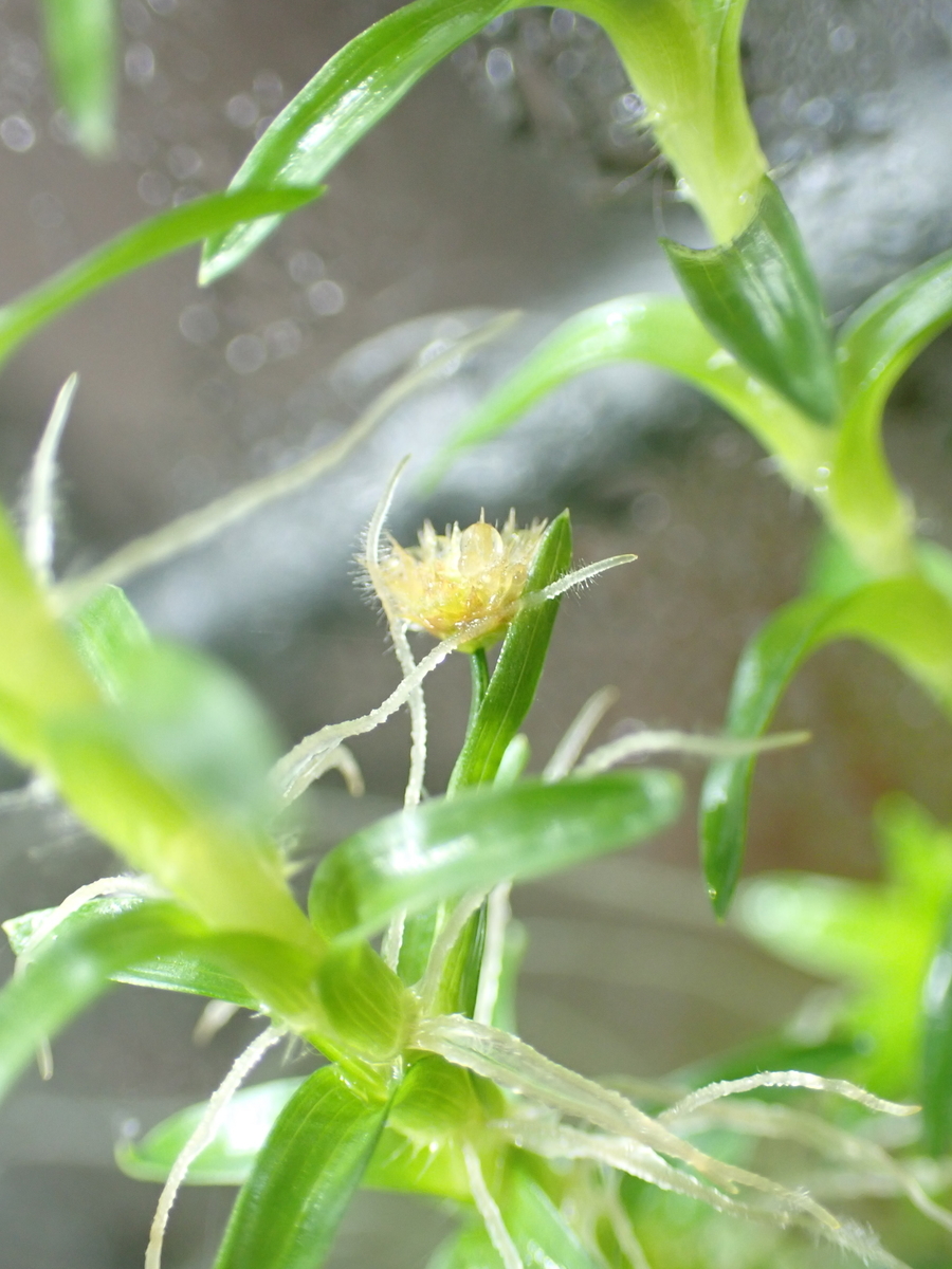 f:id:RuinsofAquaticPlants:20220221184540j:plain