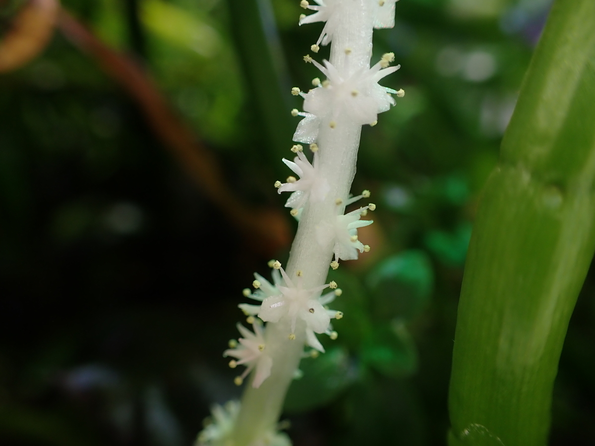 f:id:RuinsofAquaticPlants:20220221192335j:plain