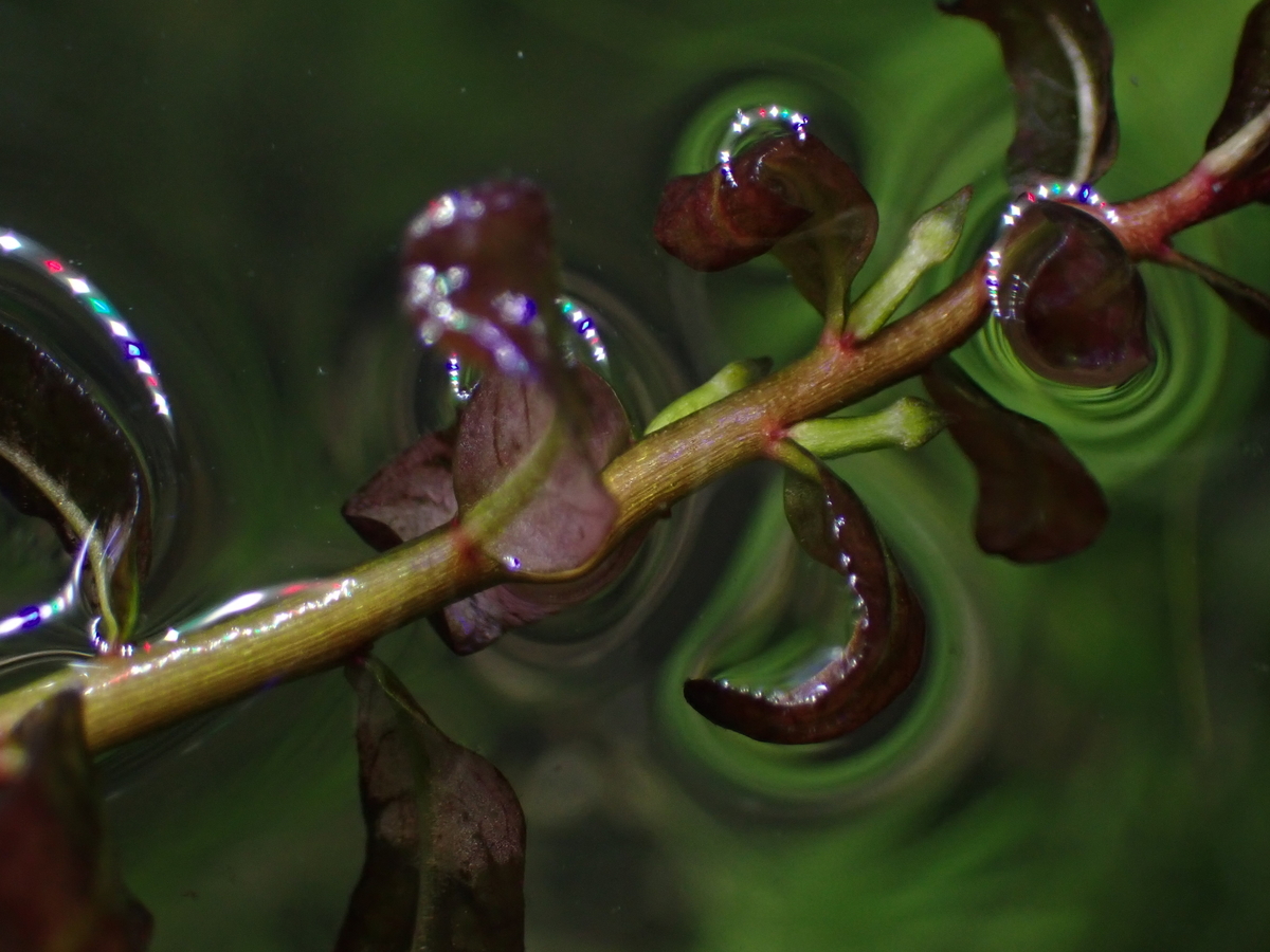 f:id:RuinsofAquaticPlants:20220321123032j:plain