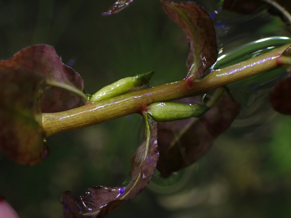 f:id:RuinsofAquaticPlants:20220321123059j:plain