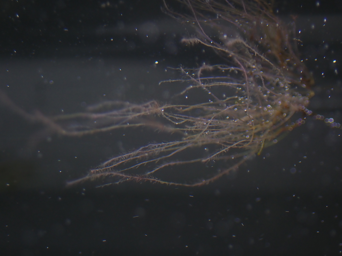 f:id:RuinsofAquaticPlants:20220321123225j:plain