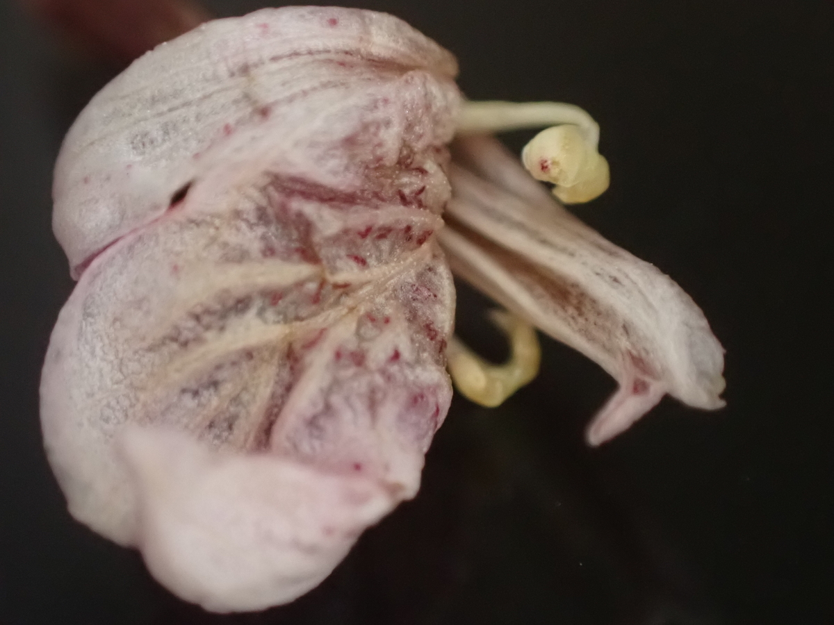 f:id:RuinsofAquaticPlants:20220321131942j:plain