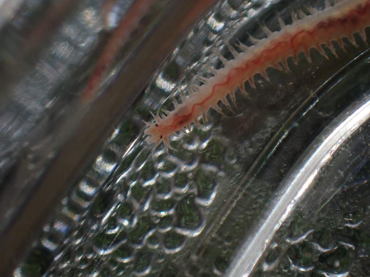 f:id:RuinsofAquaticPlants:20220321133320j:plain