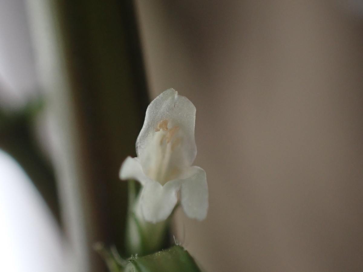 f:id:RuinsofAquaticPlants:20220321133650j:plain