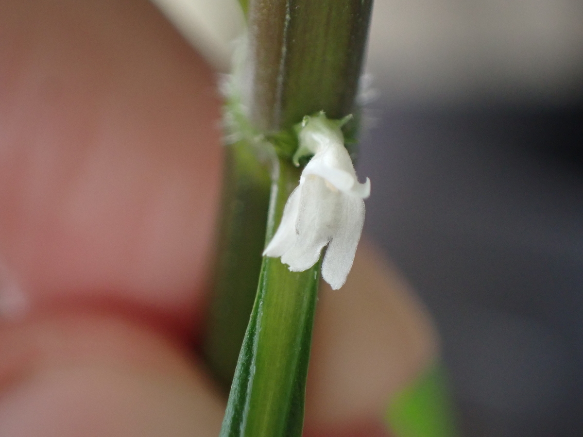 f:id:RuinsofAquaticPlants:20220321133744j:plain