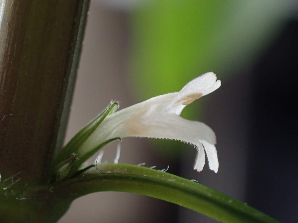 f:id:RuinsofAquaticPlants:20220321133749j:plain