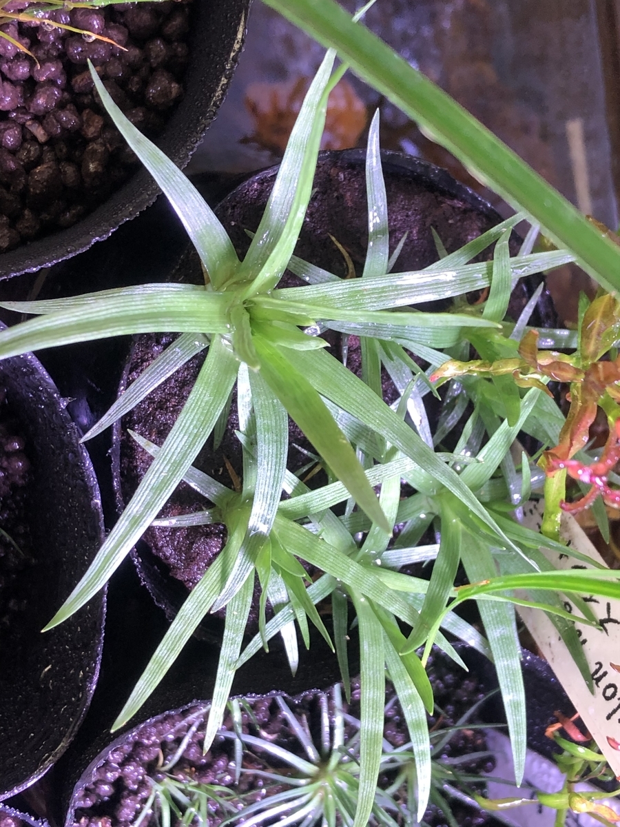 f:id:RuinsofAquaticPlants:20220323095249j:plain