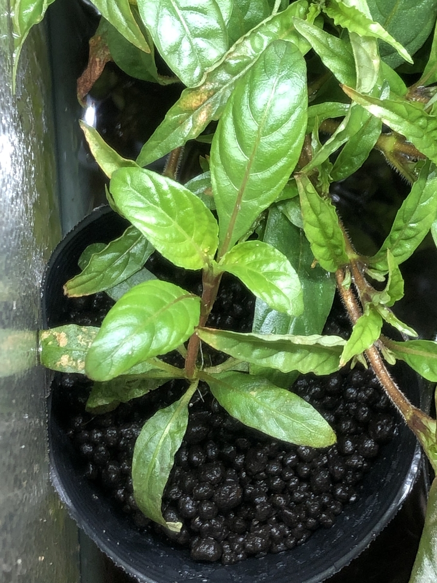 f:id:RuinsofAquaticPlants:20220323102649j:plain