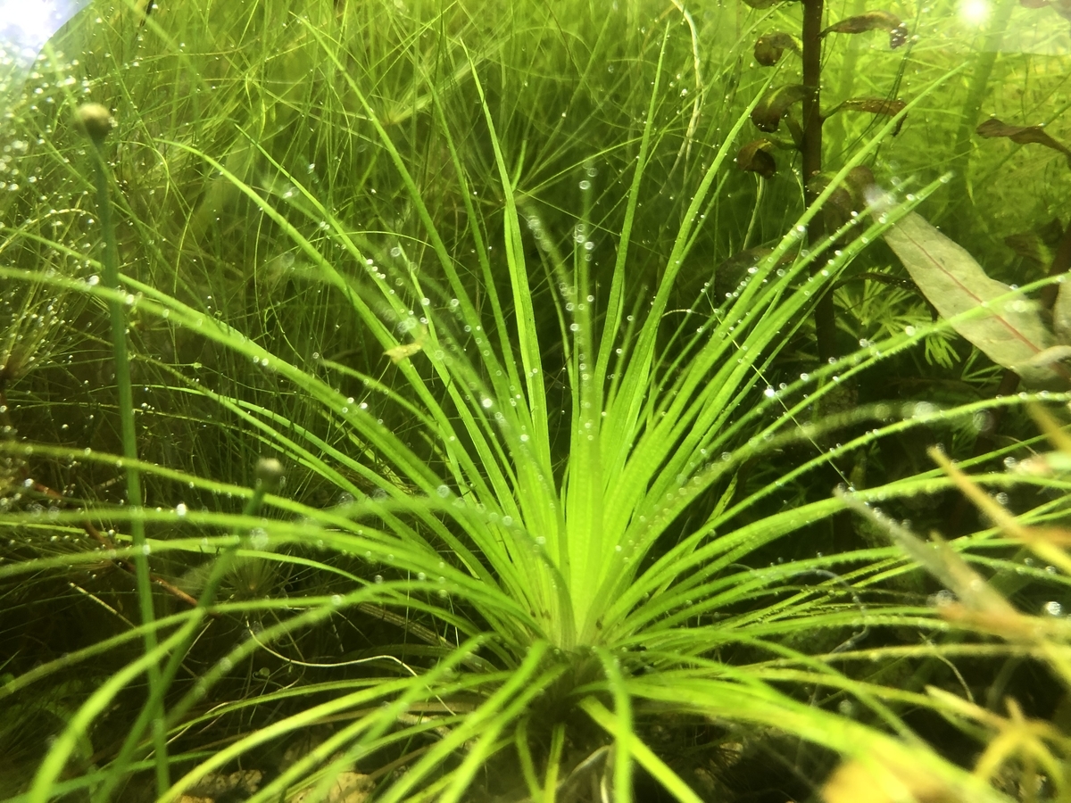 f:id:RuinsofAquaticPlants:20220401144428j:plain