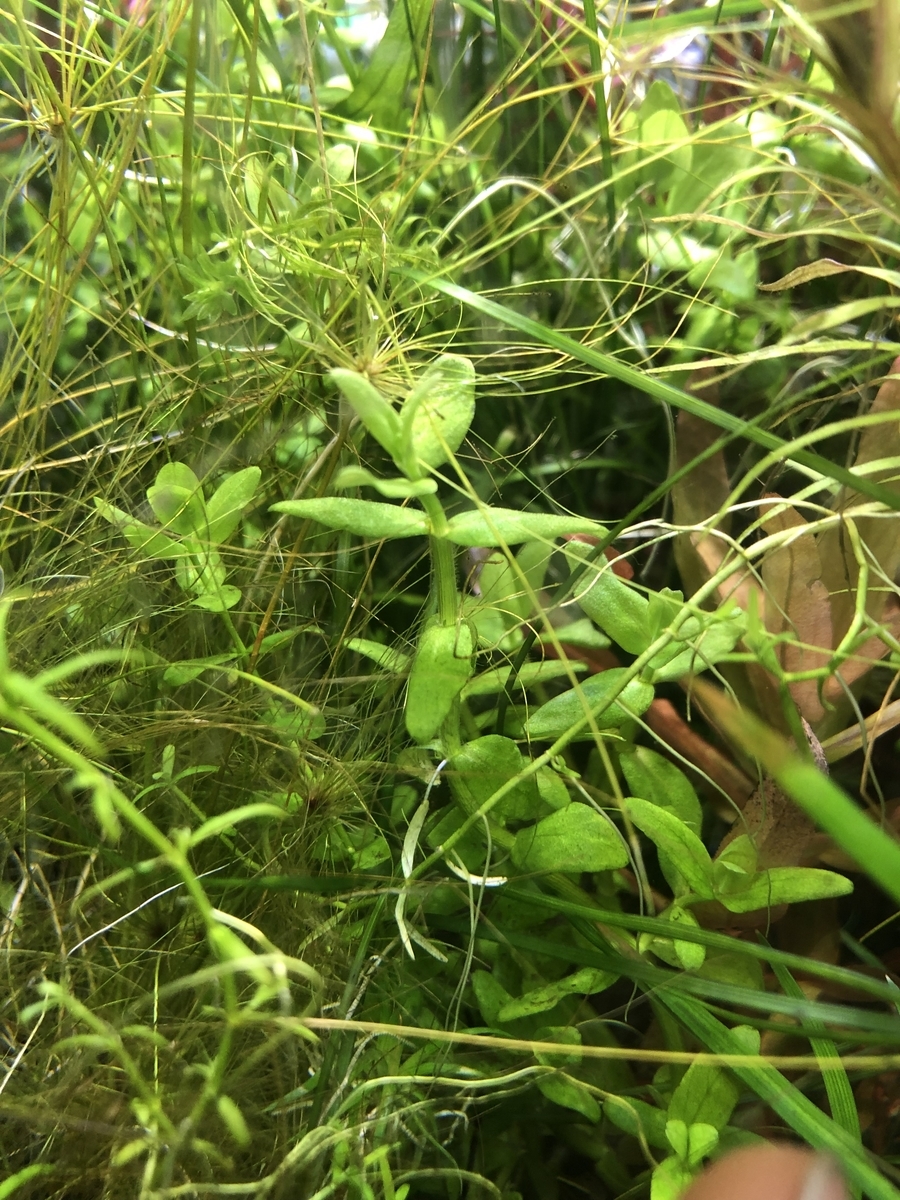 f:id:RuinsofAquaticPlants:20220401150230j:plain
