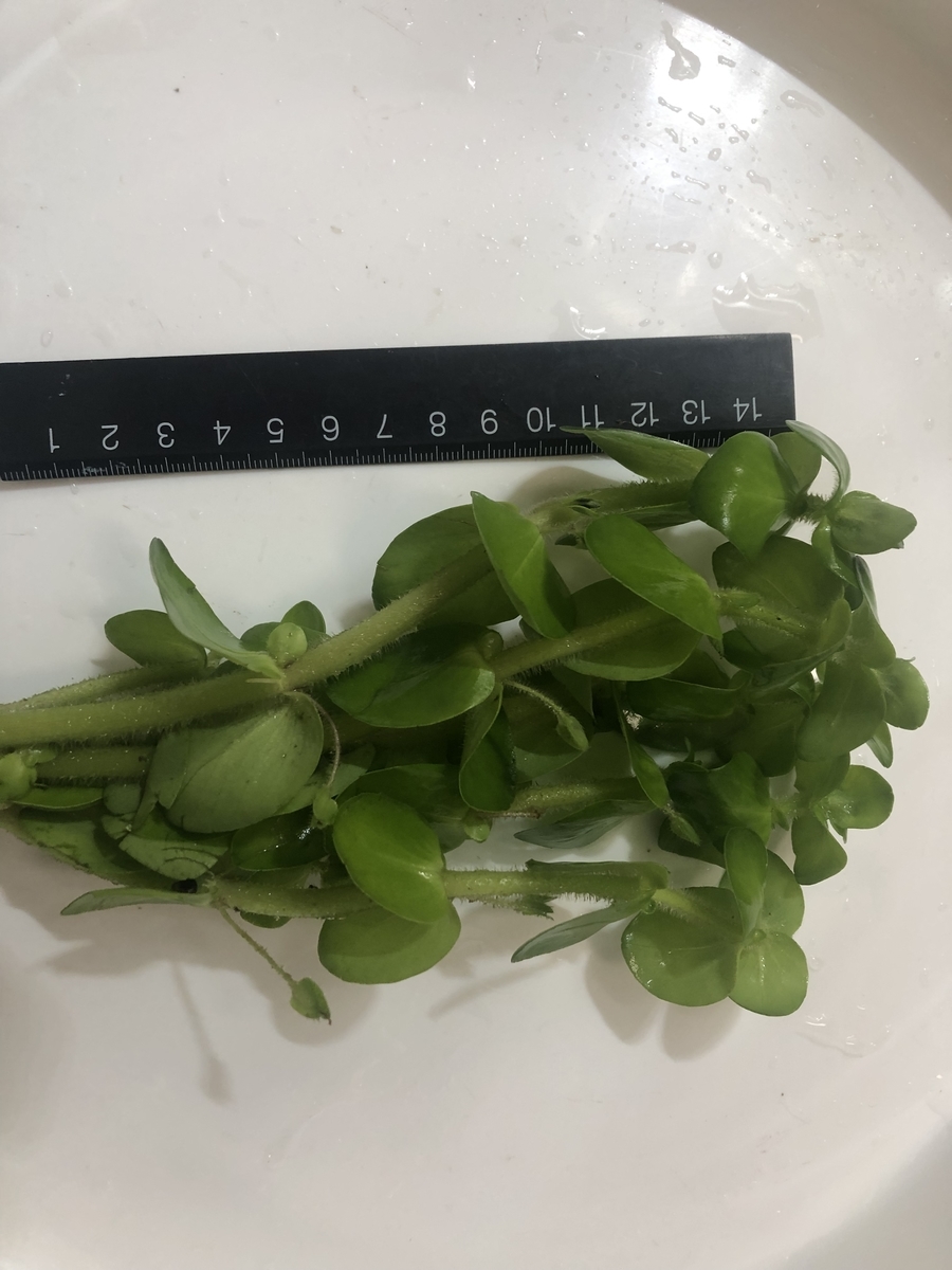 f:id:RuinsofAquaticPlants:20220417223203j:plain