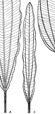 エキノドルス① ホレマニーとはいったい何なのか - 水草オタクの水草が