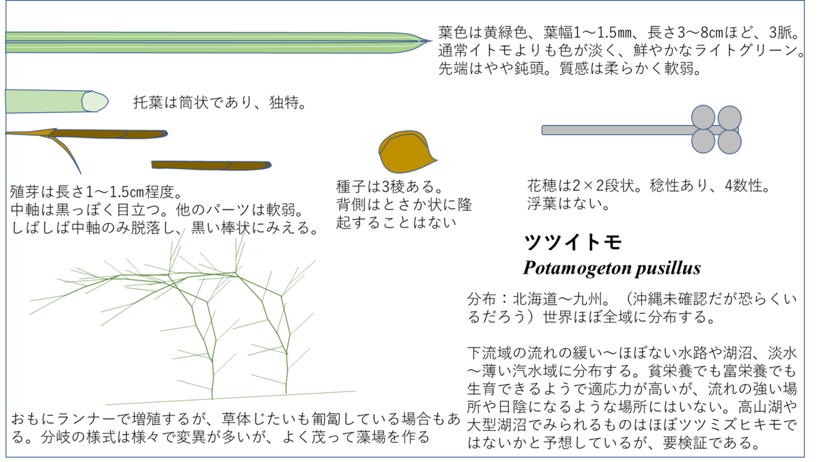 ツツイトモ - 水草オタクの水草がたり．